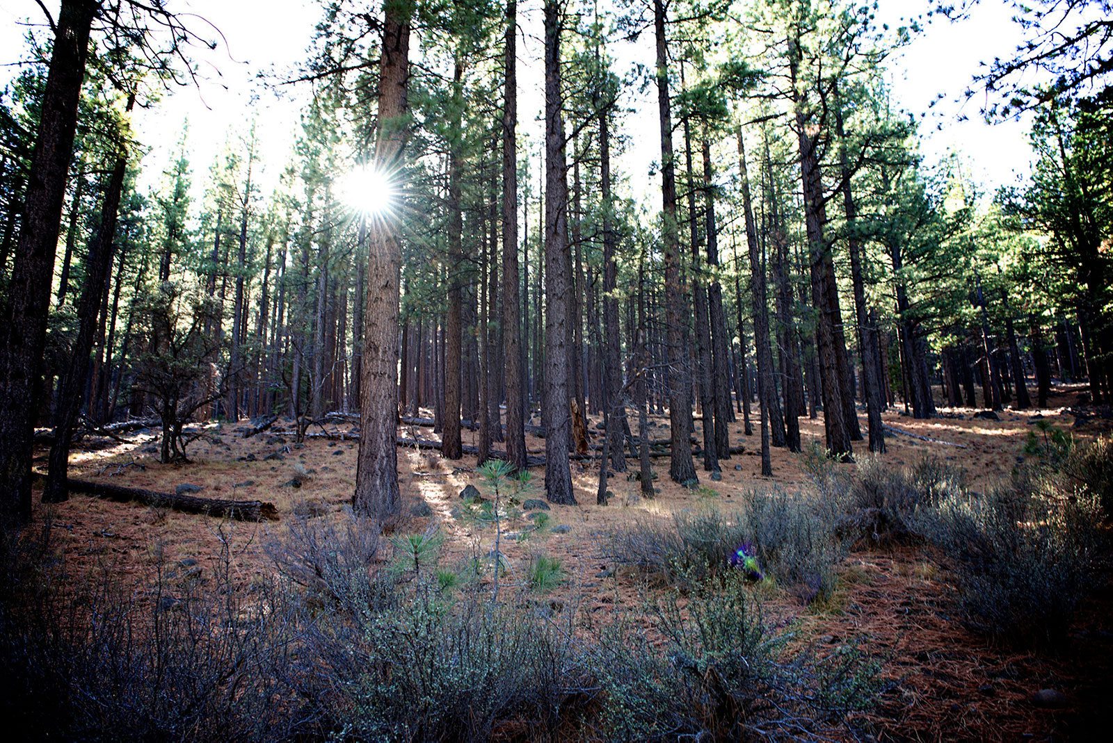 Black bear walking through a sunlit Sierra forest